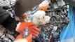 Ils sauvent un chien piégé dans les effondrements du séisme en Turquie