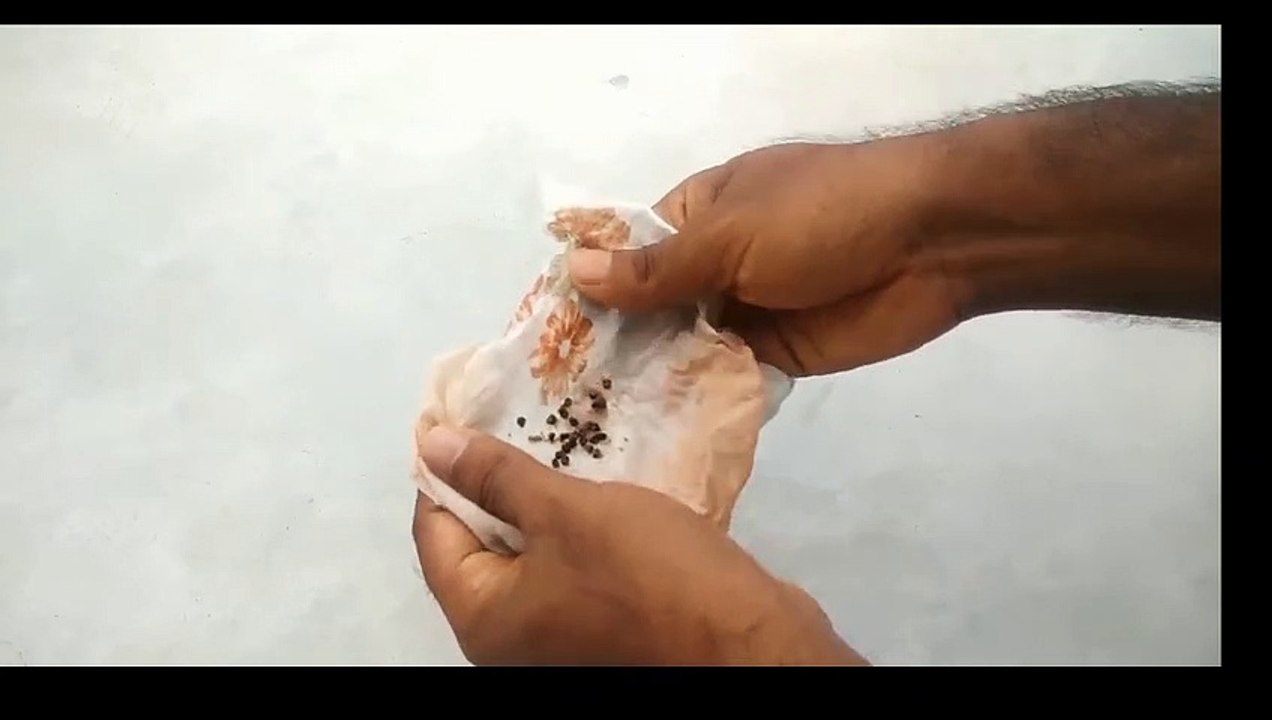 Grow Cardamom from seeds _ Grow Properly at home  Grow plants from seeds