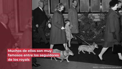 Además de los famosos corgis: conoce a las mascotas de la familia real