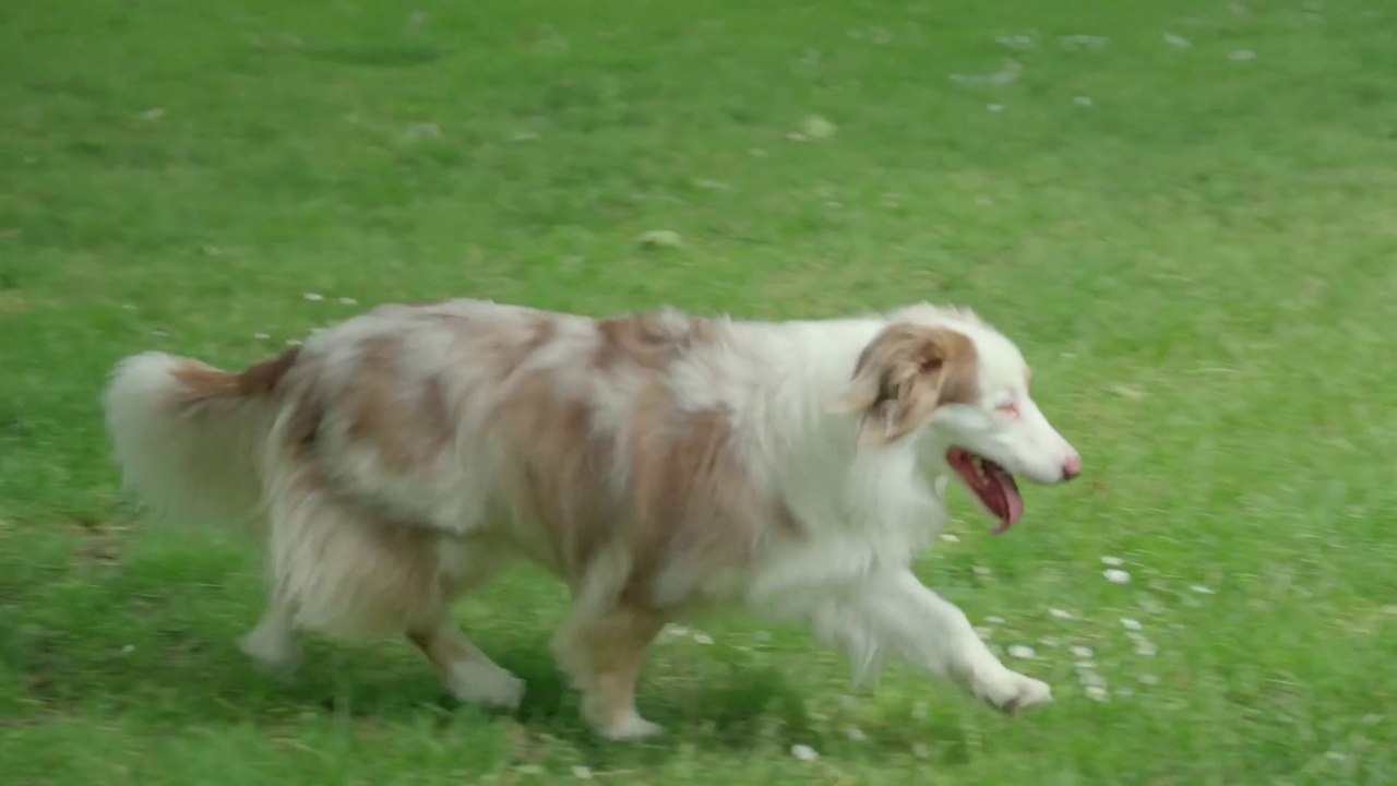The incredible Australian Shepherd. #Animal #Dogs #Funny