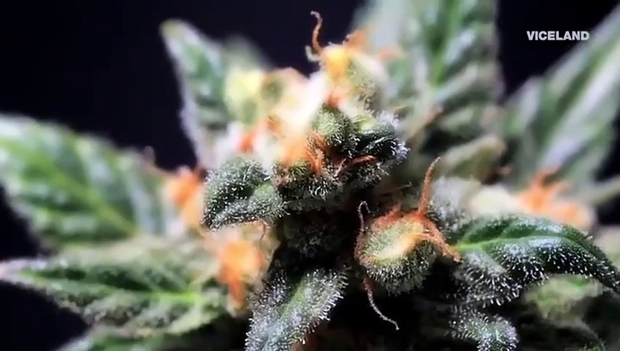 Most Expensivest - Se2 - Ep01 HD Watch