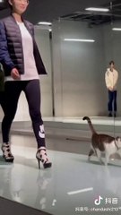 Funny cat videos | cute cats | Try not to laugh | Cat videos Compilation 2023