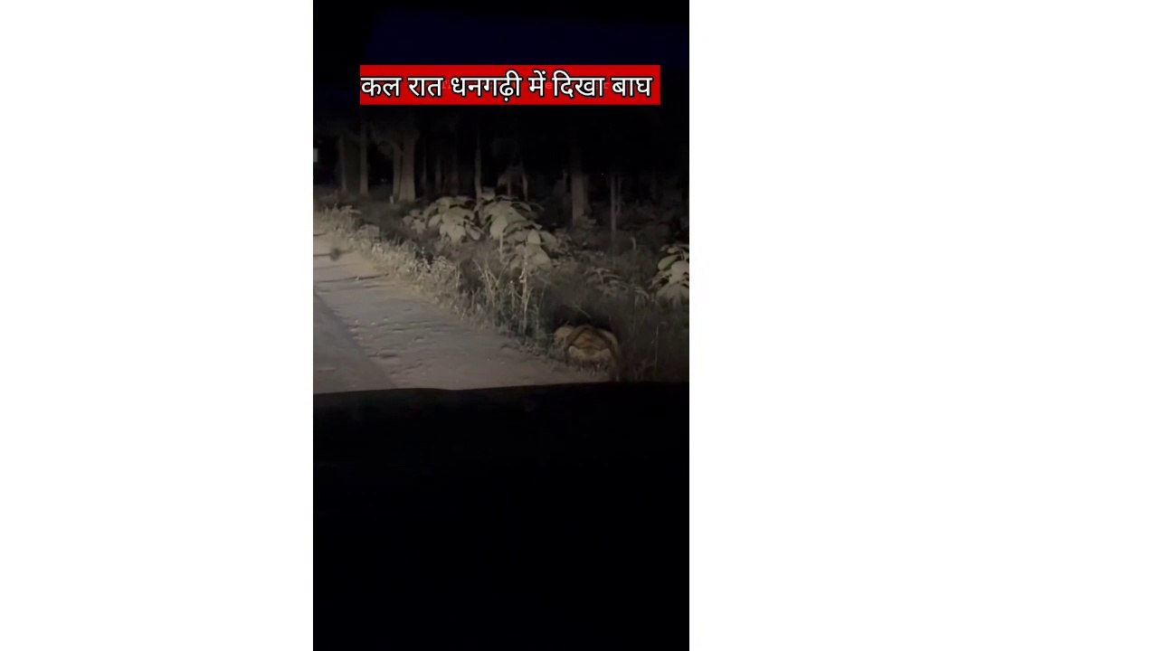 Tiger  night live video uttrakhand