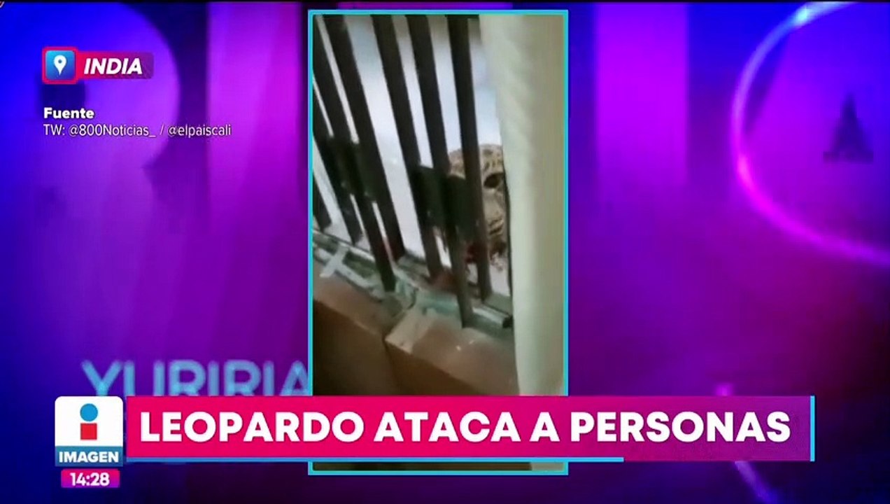 Leopardo irrumpe en un tribunal en India y ataca a varias personas