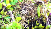 Birds Are Making Their Homes || Try to See These Birds Where They Live