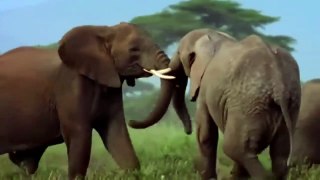 Elephants of Kilimanjaro (Nature Documentary)