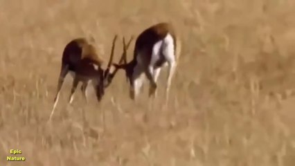 Deadly Animal Attack - National Geographic Documentary