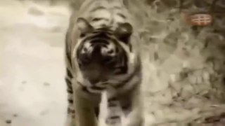 Man-Eating Tiger of Nepal HD (Nature Documentary)