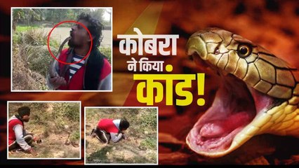 किंग कोबरा के साथ खेलना पड़ा महंगा, मुंह में डालकर दिखा रहा था करतब, हो गया कांड
