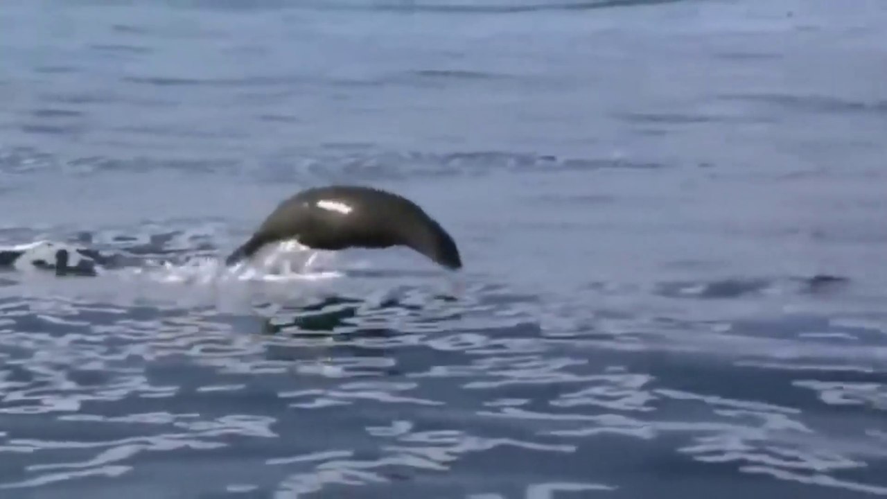 Feast of Predators (Nature Documentary)