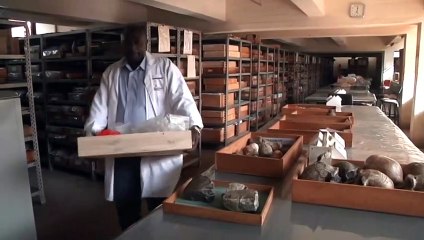 Discovery sparks debate over first use of stone tools