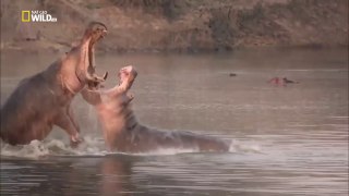 NatGeo Wild - Turf War Lions and Hippos - National Geographic
