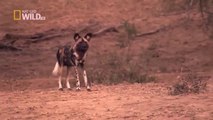 Nat Geo Wild Predators Wild Dogs HD Nature Documentary