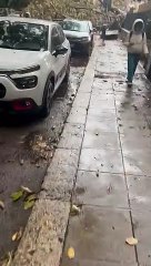 Albero crollato viale piemonte