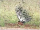 Dispalying for a mate - peacock displaying its feathers