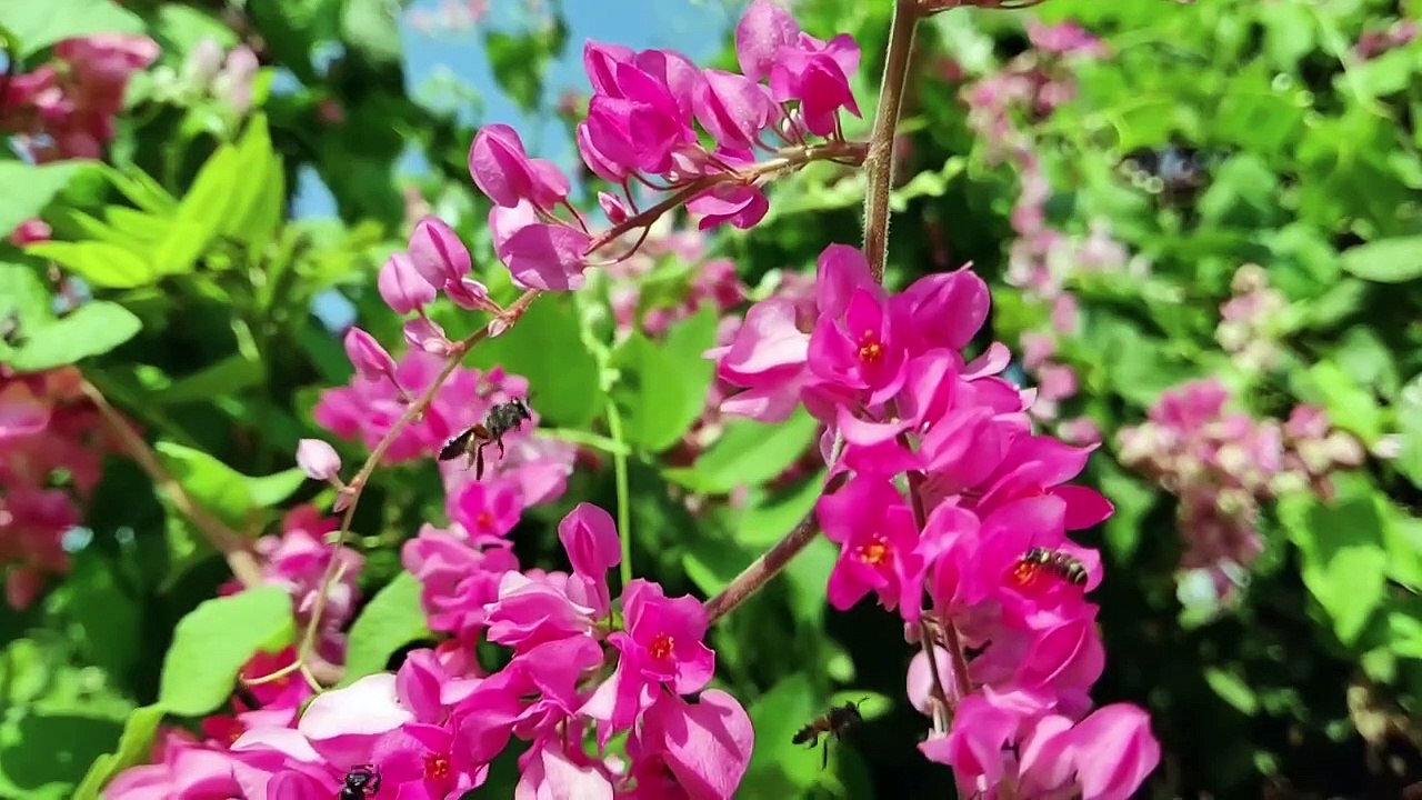 Bee`s and Flower`s Relationship with Relaxing Music~Nature is Beautiful