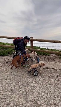 Dogs in Wheelchairs Race to the Beach
