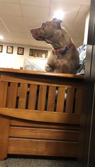 Playing Hide and Seek With a Dog