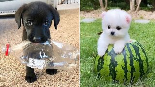 Baby Dogs  Cute and Funny Dog Videos Compilation #5 | 30 Minutes of Funny Puppy Videos 2023 | HaHa Animals