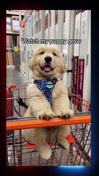 Cute Little Dogs  Naughty Friendship  #Viral #foryou #Shorts #Short