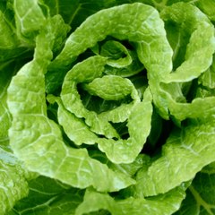 Différences entre un fruit et un légume carré(1)