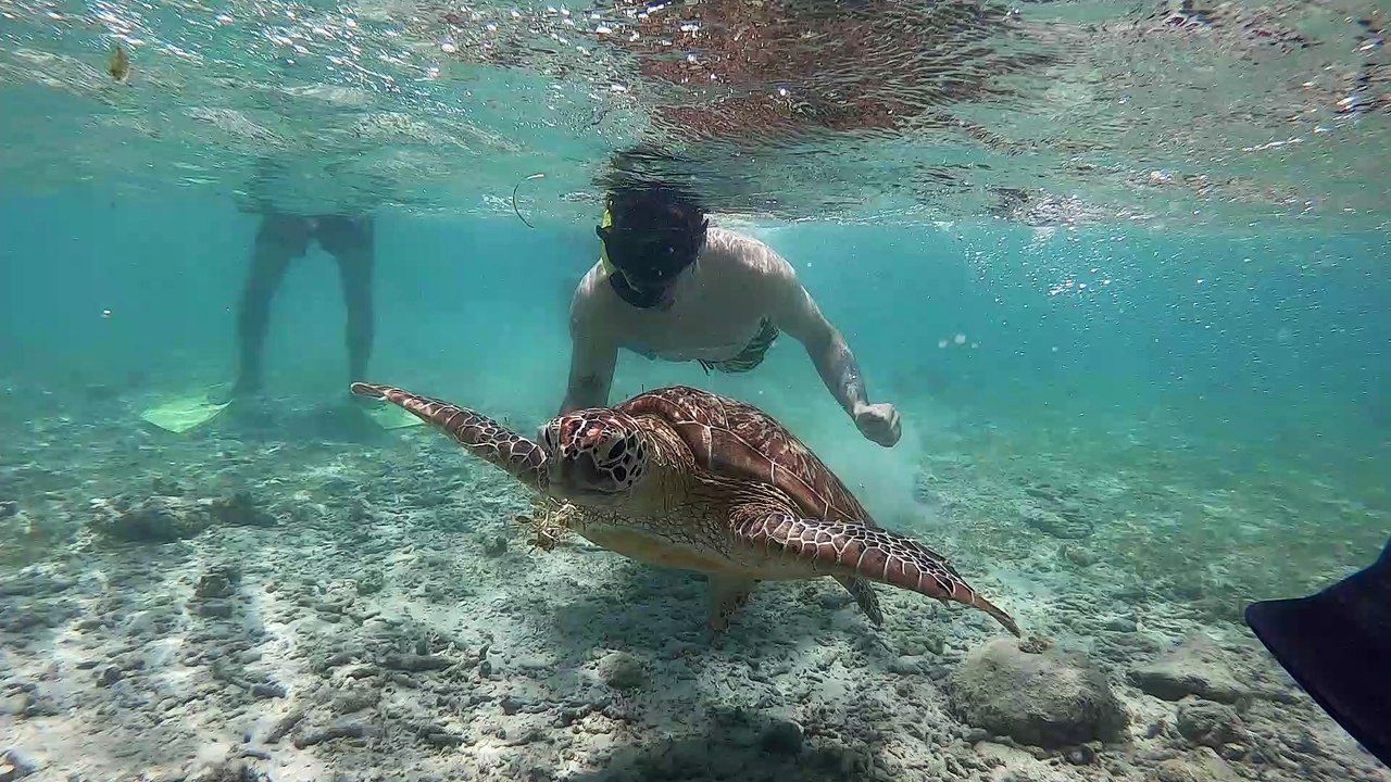 turtles point