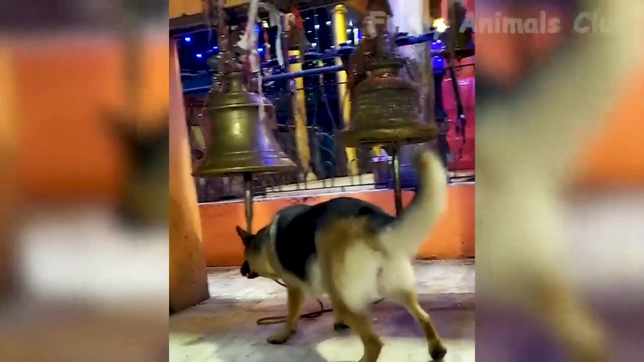 Funny Animal video 2023||Funniest cats and dogs video