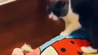 The Cutest cat Video of the Day