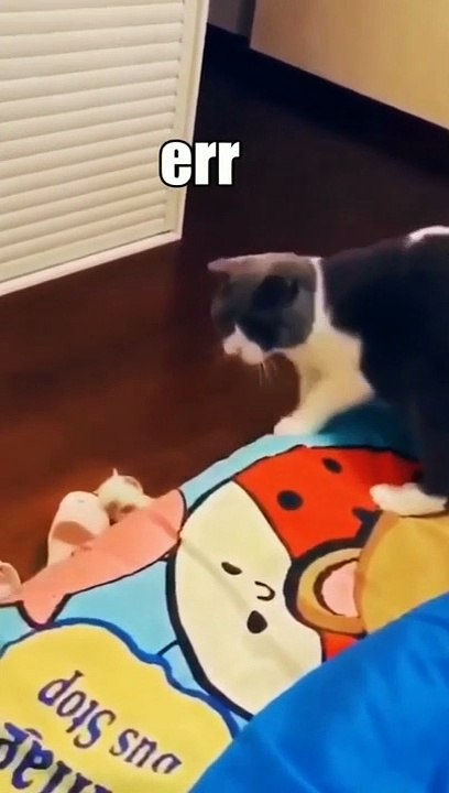 The Cutest cat Video of the Day