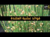 أهم فوائد عشبة العلندة