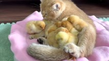 The Kitten Is a Qualified Mother Of a Chick The Daily Life Of The  And The Kitten #chhotuawasthi