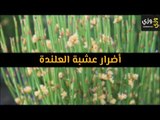 أهم أضرار عشبة العلندة