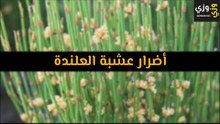 أهم أضرار عشبة العلندة