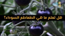 هل تعلم ما هي الطماطم السوداء؟