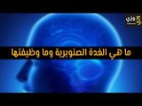 أهم ما هي الغدة الصنوبرية وما وظيفتها