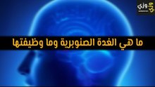 أهم ما هي الغدة الصنوبرية وما وظيفتها