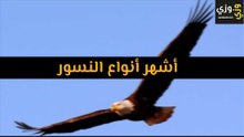 أشهر أنواع النسور