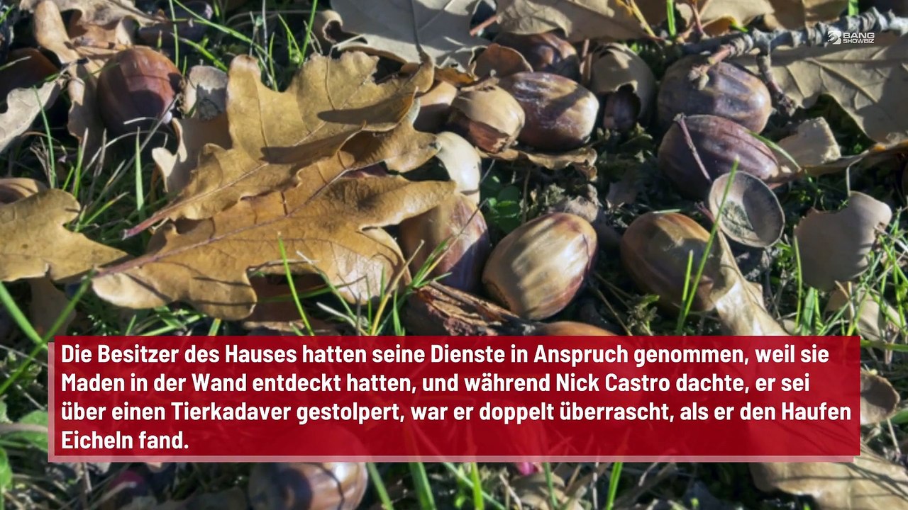 Vogel lagert 300 kg Eicheln in Wand