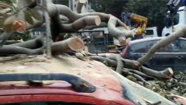 agronomo palermo su albero caduto