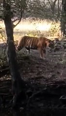 रणथम्भौर: 11 शावकों को जल्द मिलेगी नई पहचान