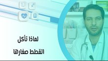لماذا تأكل القطط صغارها