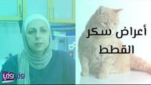أعراض سكر القطط ومضاعفاتها