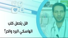 هل يتحمل كلب الهاسكي البرد والحر؟