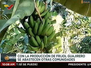 Población Wayúu realiza producción de kepeshuna para abastecer sus comunidades en el edo. Zulia