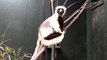 First ever critically endangered dancing lemur bred in Europe is born at UK zoo in 