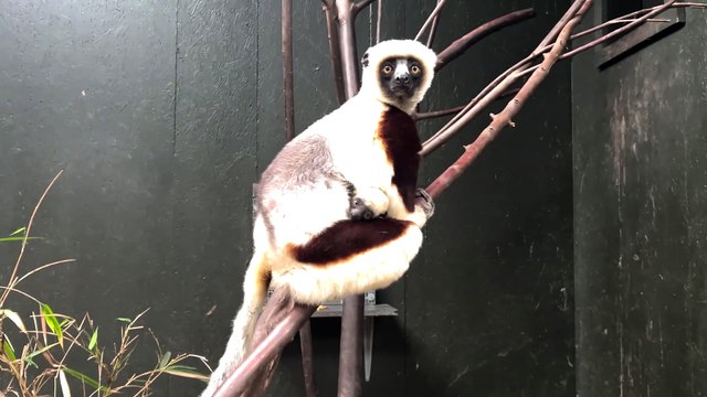 First ever critically endangered dancing lemur bred in Europe is born at UK zoo in landmark moment for the species