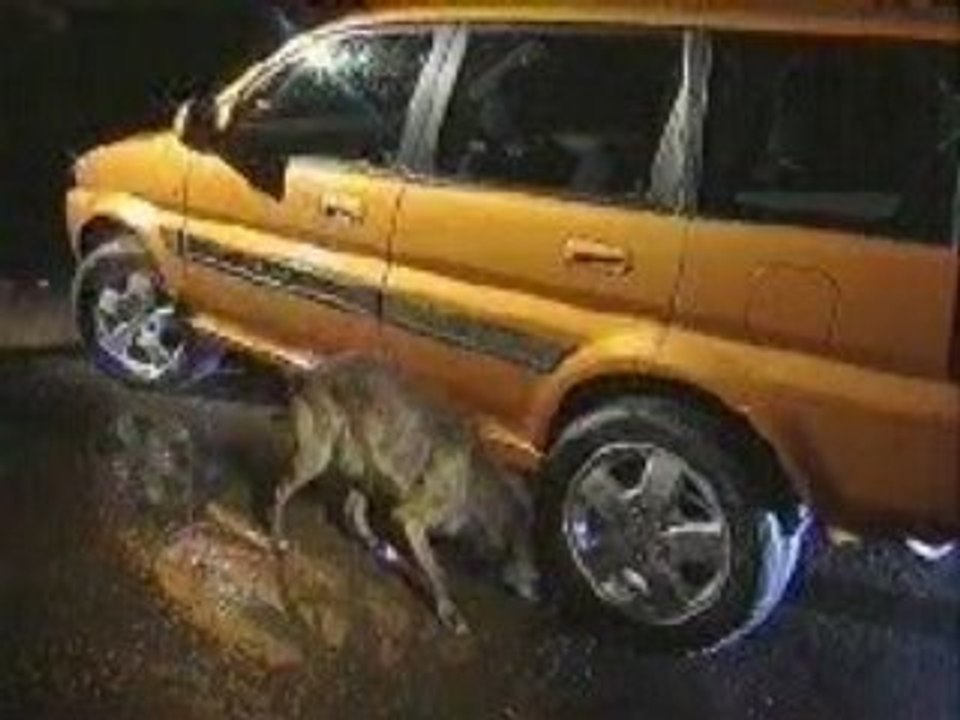 Car Wees On Dog