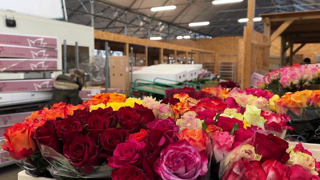 Le rush des fleuristes avant la Saint Valentin