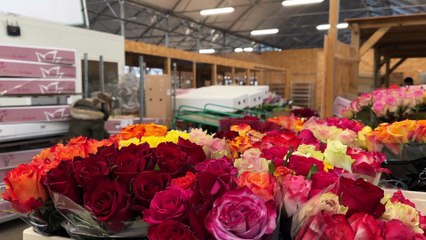 Le rush des fleuristes avant la Saint Valentin