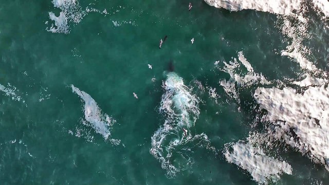 Stunning aerial footage shows whale playing with dolphins off the Isles of Scilly